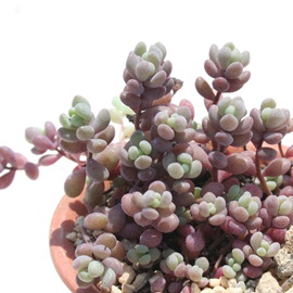 PlAЂ߂قтAZ_-Sedum anglicum