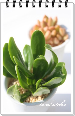  AقAZ_-Sedum dendroideum ssp. parvifolium