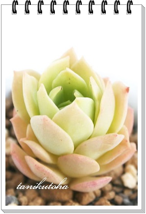 O[[YAZ_-Sedum green rose