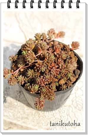 R[J[ybg,R[J[ybgĕ,R[J[ybgB₵,R[J[ybgʔ,Z_,Z_̒ʔ-Sedum 'CORALCARPET',i@ɂƂ