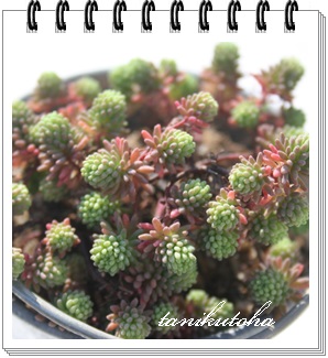 fBtTAZ_-Sedum DIFFUSUM