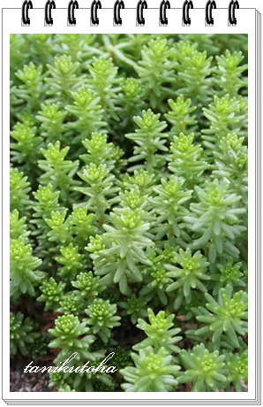 O[|G,O[|Gʔ,O[|G̔,O[|Ggt,O[|GĕB₵,Z_-Sedum 'Green Poem'