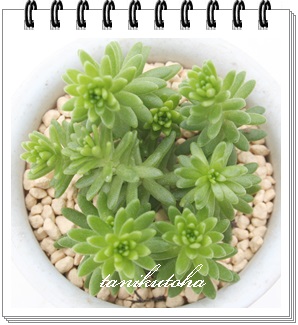 O[|GAZ_-Sedum 'Green Poem'