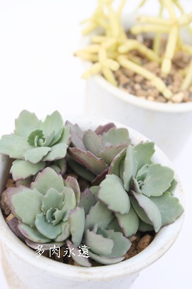 fB[AAZ_-Sedum 'Lady Ann'