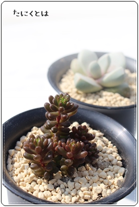 bhx[,bhx[̔,bhx[ʔ,bhx[i,bhx[B₵,bhx[ĕ,Z_bhx[,Z_̒ʔ-Sedum redberry,i@ɂƂcuctus and succulents onlineshop from japan-TANIKUTOHA