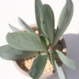 紫蛮刀,しばんとう、セネシオ属-Senecio crasiissimus