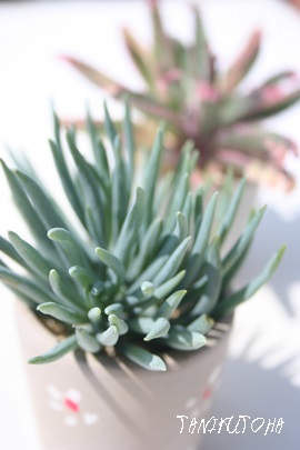 g,݂قAZlVI-Senecio prymidatuabar