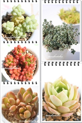 Z_EZfxAZbg̔,Z_EZfxAZbgʔ,Z_Zbg̔̔,Z_Zbg̖≮ʔ,Z_Zbg̔,i@ɂƂ́[cuctus and succulents onlineshop from japan-TANIKUTOHA