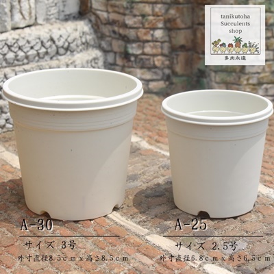vX`bNA25̔̔,vX`bNA2.5̒ʔ,̔A25̔,vX`bNA2.5Jlʔ,v2.5,vX`bNA25ʔ,i