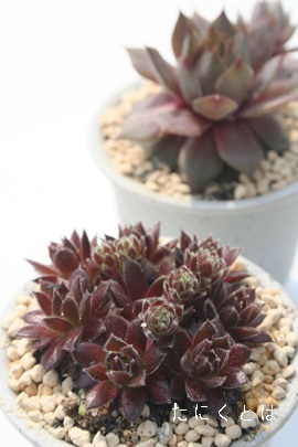 bh^CgAZyrE-Sempervivum Red Tite