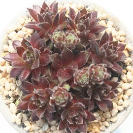 bh^CgAZyrE-Sempervivum Red Tite