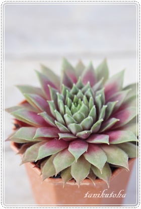 WF[o[AZyrE-Sempervivum Jerry Burn