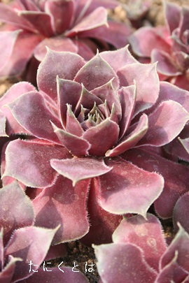 XtBmtBXAZyrE-Sempervivum Sphynophyrus