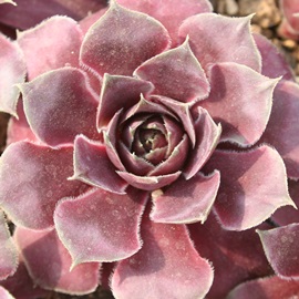 XtBmtBXAZyrE-Sempervivum Sphynophyrus