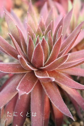 JiAZyrE-Sempervivum CANA