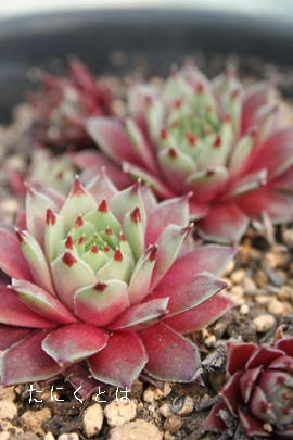 sNp[AZyrE-Sempervivum carcarea Pink Parl