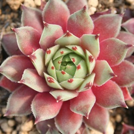 sNp[AZyrE-Sempervivum carcarea Pink Parl