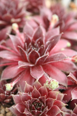 WbNtXgAZyrE-Sempervivum Jack Frost