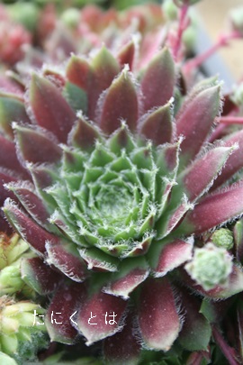 POAЂ߂ڂAZyrE-Sempervivum HIMEBOTAN