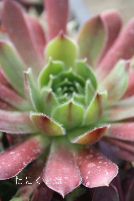 bTAZyrE-Sempervivum La Lissa