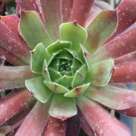 bTAZyrE-Sempervivum La Lissa