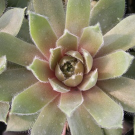 oCIbgNB[AZyrE-Sempervivum Violet Queen