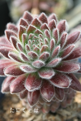 pVtBbNvtBW[AZyrE-Sempervivum Pacific Plum Fizzy