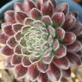 pVtBbNvtBW[AZyrE-Sempervivum Pacific Plum Fizzy