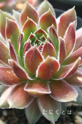 EhrAZyrE-Sempervivum Round Lobin