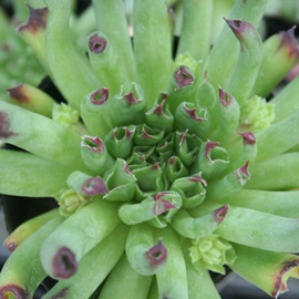 SbAAZyrE-Sempervivum MOMOE