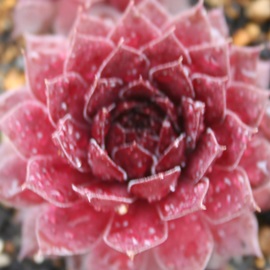 ubNvXAZyrE-Sempervivum Black Plince