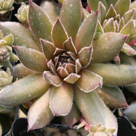 uYpXeAZyrE-Sempervivum Bronz Pastel