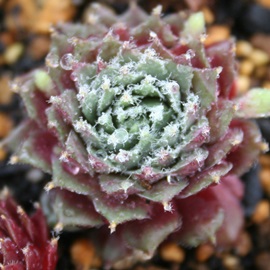 L[xZAZyrE-Sempervivum arachnoideum cuebenese