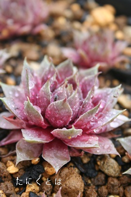 E[RbcoGeB[AZyrE-Sempervivum Woolcotts variety