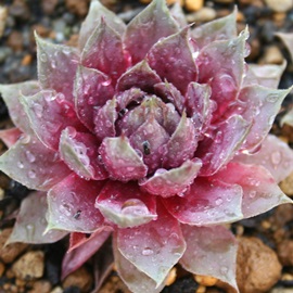 E[RbcoGeB[AZyrE-Sempervivum Woolcotts variety