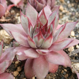 bej[AZyrE-Sempervivum Mettenii