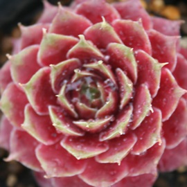 g@AׂɂAZyrE-Sempervivum BENISUIREN