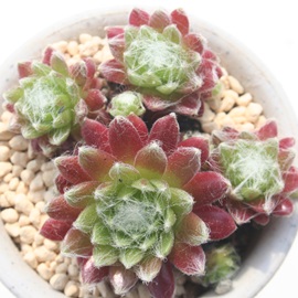 hXAZyrE-Sempervivum Doris