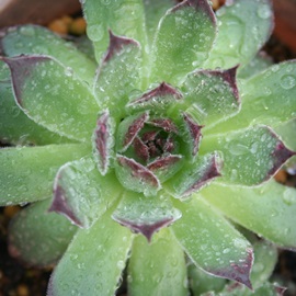 Sp_AZyrE-Sempervivum Longopalidum