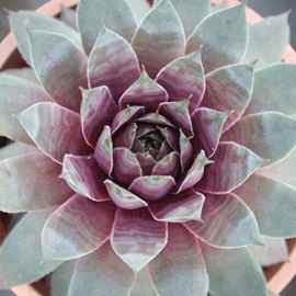 グラウカムミラー、センペルビウム属-Sempervivum Glaucum Mirror