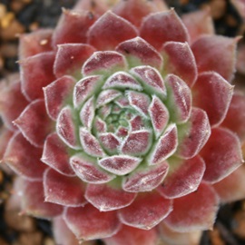 tNClgAZyrE-Sempervivum Frank leinert