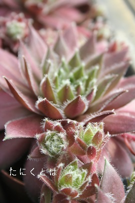 RTCAZyrE-Sempervivum Corsaiya