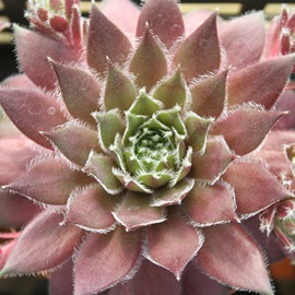 RTCAZyrE-Sempervivum Corsaiya