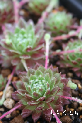 tH[YXvOAZyrE-Sempervivum Fords spling