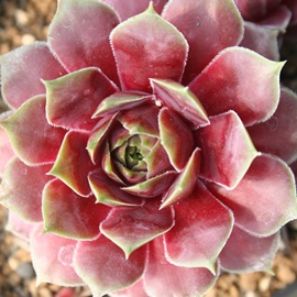 g[Aׂɂ䂤ÂAZyrE-Sempervivum BENIYUDUKI