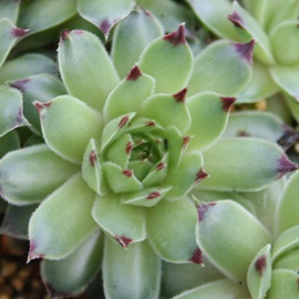 ejAiAZyrE-Sempervivum Mentenianum