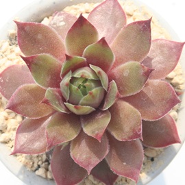 {AbgAZyrE-Sempervivum Boalet