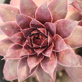 hAZyrE-Sempervivum DOLO