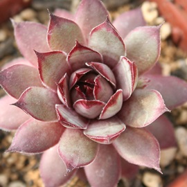 zbsAZyrE-Sempervivum Hopi