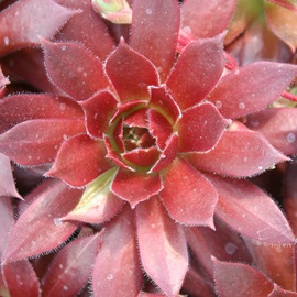 XvCgAZyrE-Sempervivum Splite